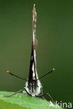 Blauwe ijsvogelvlinder (Limenitis reducta)