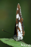 Blauwe ijsvogelvlinder (Limenitis reducta)