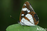 Southern White Admiral (Limenitis reducta)