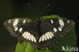 Blauwe ijsvogelvlinder (Limenitis reducta)