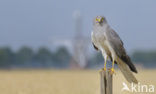 Northern Harrier