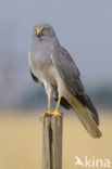 Northern Harrier