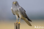 Northern Harrier