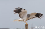 Northern Harrier