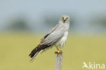 Northern Harrier