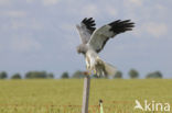 Northern Harrier