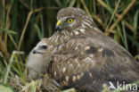 Northern Harrier