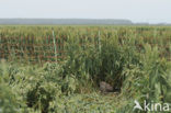 Northern Harrier