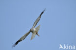 Northern Harrier