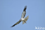 Northern Harrier