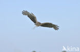 Northern Harrier