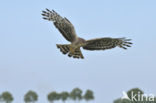 Northern Harrier