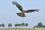 Northern Harrier