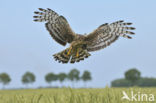 Northern Harrier