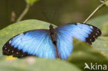 Blue morpho (Morpho peleides)