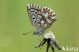 Chalk Hill Blue (Polyommatus coridon)