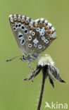 Chalk Hill Blue (Polyommatus coridon)