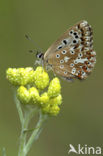 Chalk Hill Blue (Polyommatus coridon)