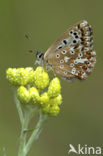 Bleek blauwtje (Polyommatus coridon)