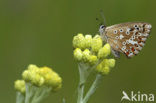 Bleek blauwtje (Polyommatus coridon)