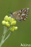 Chalk Hill Blue (Polyommatus coridon)
