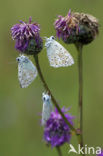 Chalk Hill Blue (Polyommatus coridon)