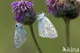 Bleek blauwtje (Polyommatus coridon)