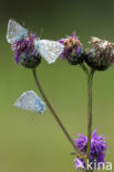 Bleek blauwtje (Polyommatus coridon)