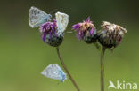 Bleek blauwtje (Polyommatus coridon)