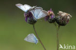 Bleek blauwtje (Polyommatus coridon)