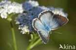 Bleek blauwtje (Polyommatus coridon)