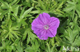 Bloedooievaarsbek (Geranium sanguineum)