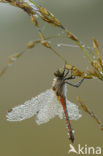 Bloedrode heidelibel (Sympetrum sanguineum)