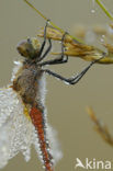 Bloedrode heidelibel (Sympetrum sanguineum)