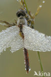 Bloedrode heidelibel (Sympetrum sanguineum)