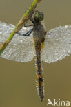 Bloedrode heidelibel (Sympetrum sanguineum)