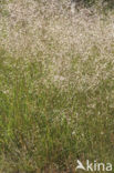 Bochtige smele (Deschampsia flexuosa)