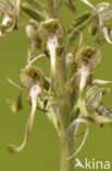 Bokkenorchis (Himantoglossum hircinum) 