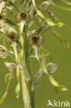 Bokkenorchis (Himantoglossum hircinum) 