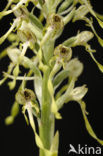 Bokkenorchis (Himantoglossum hircinum) 