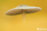 bonnet (Mycena spec.)