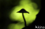 bonnet (Mycena spec.)