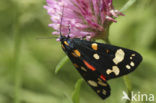 Scarlet Tiger (Callimorpha dominula)