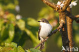 Bonte Vliegenvanger (Ficedula hypoleuca)