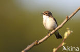 European Pied Flycatcher (Ficedula hypoleuca)