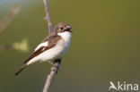 Bonte Vliegenvanger (Ficedula hypoleuca)