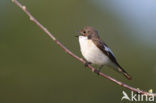 European Pied Flycatcher (Ficedula hypoleuca)