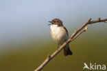 European Pied Flycatcher (Ficedula hypoleuca)