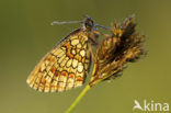 Heath Fritillary (Melitaea athalia)