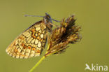 Bosparelmoervlinder (Melitaea athalia) 